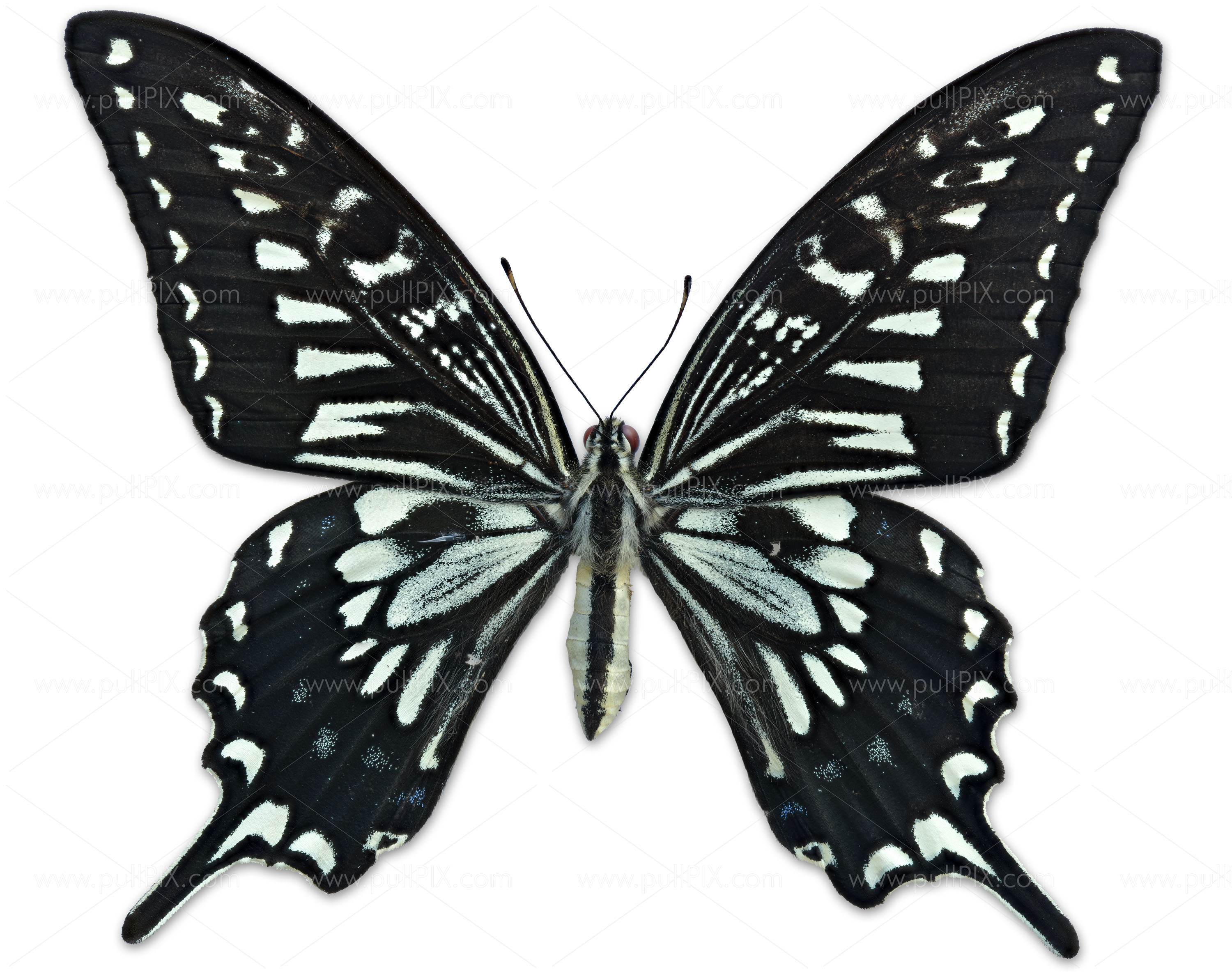 Preview Papilio Xuthus.jpg